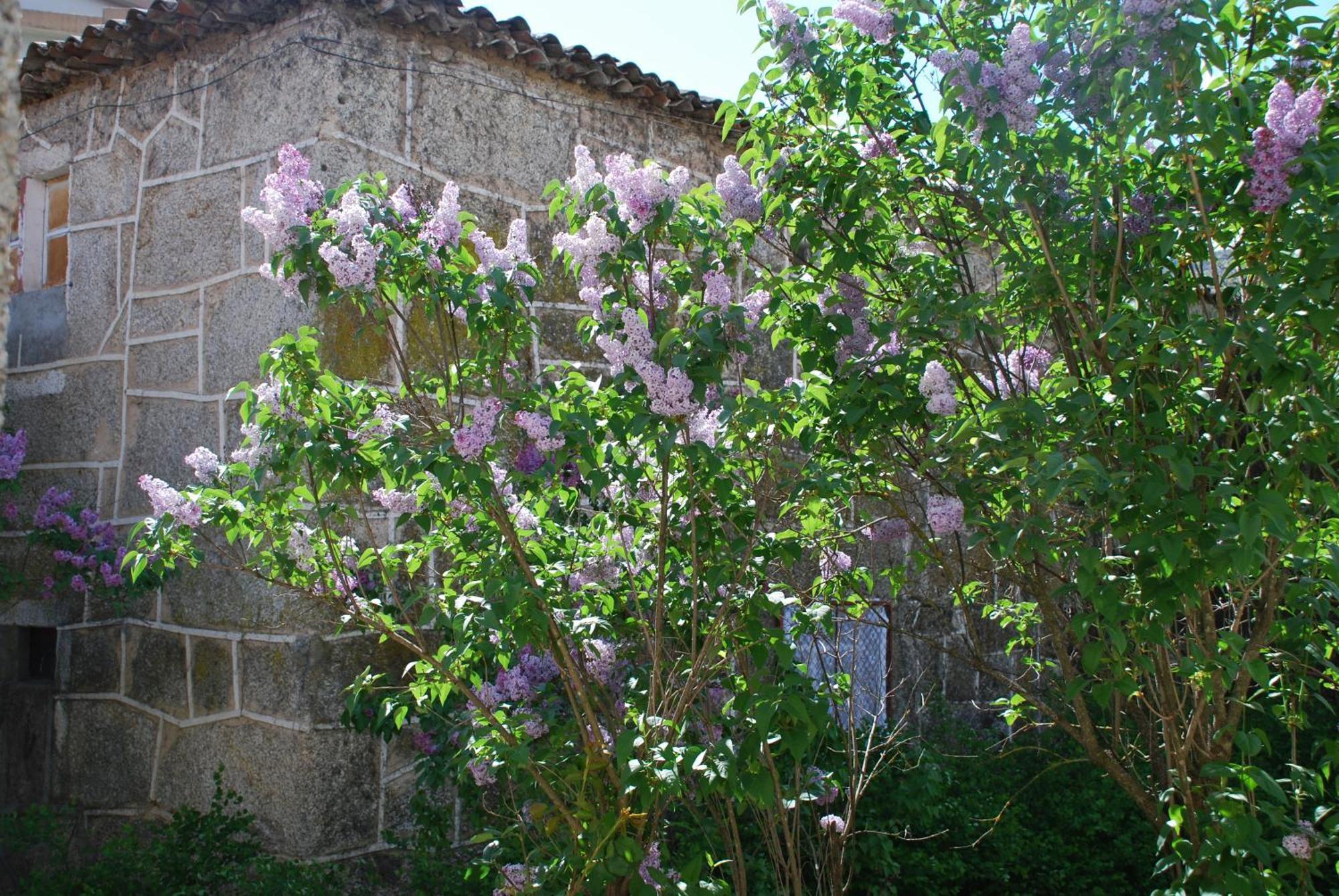 Villa Refugio De Calheiros Covilhã Esterno foto